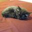 TheCommandCat